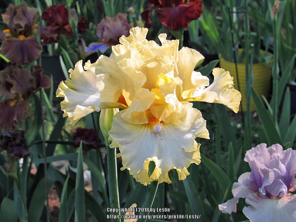 Photo of Tall Bearded Iris (Iris 'Al's Gal') uploaded by Lestv