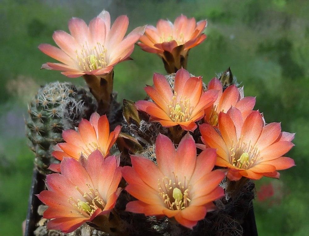 Photo of Pygmy Crown Cactus (Aylostera pygmaea) uploaded by Orsola