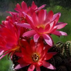 Location: From my collection. Poland.
Date: 2018-05-19
Echinopsis chamaecereus cv. Rainbow