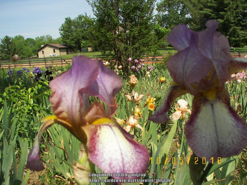 Photo of Tall Bearded Iris (Iris 'Confetti') uploaded by alilyfan