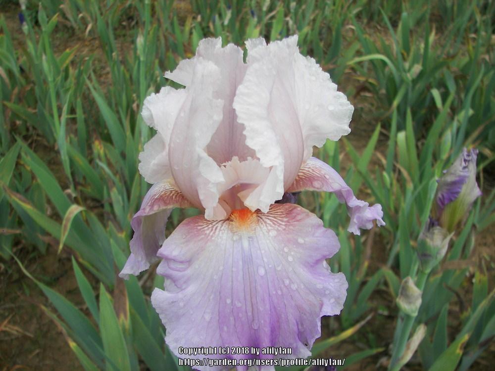 Photo of Tall Bearded Iris (Iris 'Celebration Song') uploaded by alilyfan