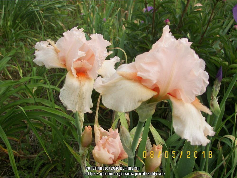 Photo of Tall Bearded Iris (Iris 'Coral Point') uploaded by alilyfan