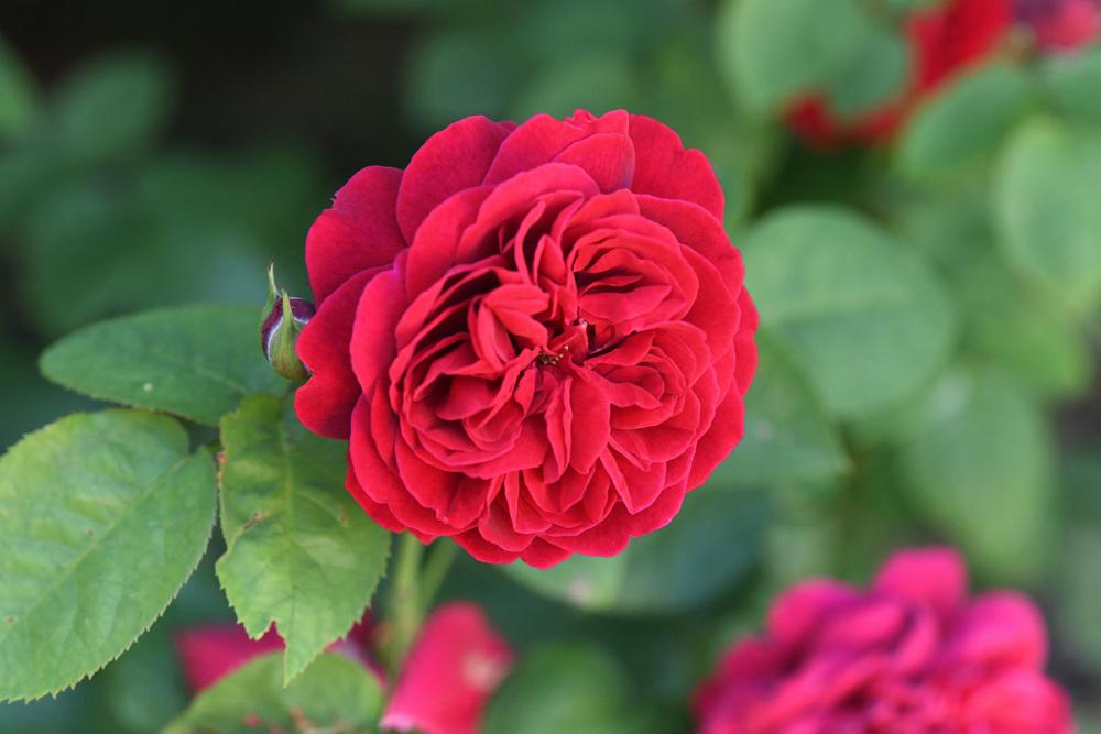 Photo of Rose (Rosa 'L. D. Braithwaite') uploaded by cliftoncat
