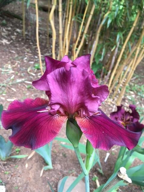 Photo of Tall Bearded Iris (Iris 'Mighty Warrior') uploaded by lharvey16