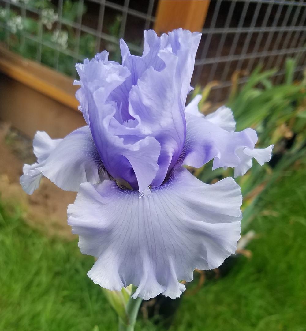 Photo of Tall Bearded Iris (Iris 'Café Bleu') uploaded by mesospunky