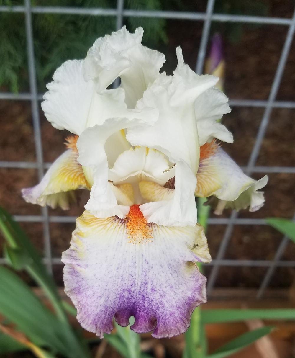 Photo of Tall Bearded Iris (Iris 'Prototype') uploaded by mesospunky