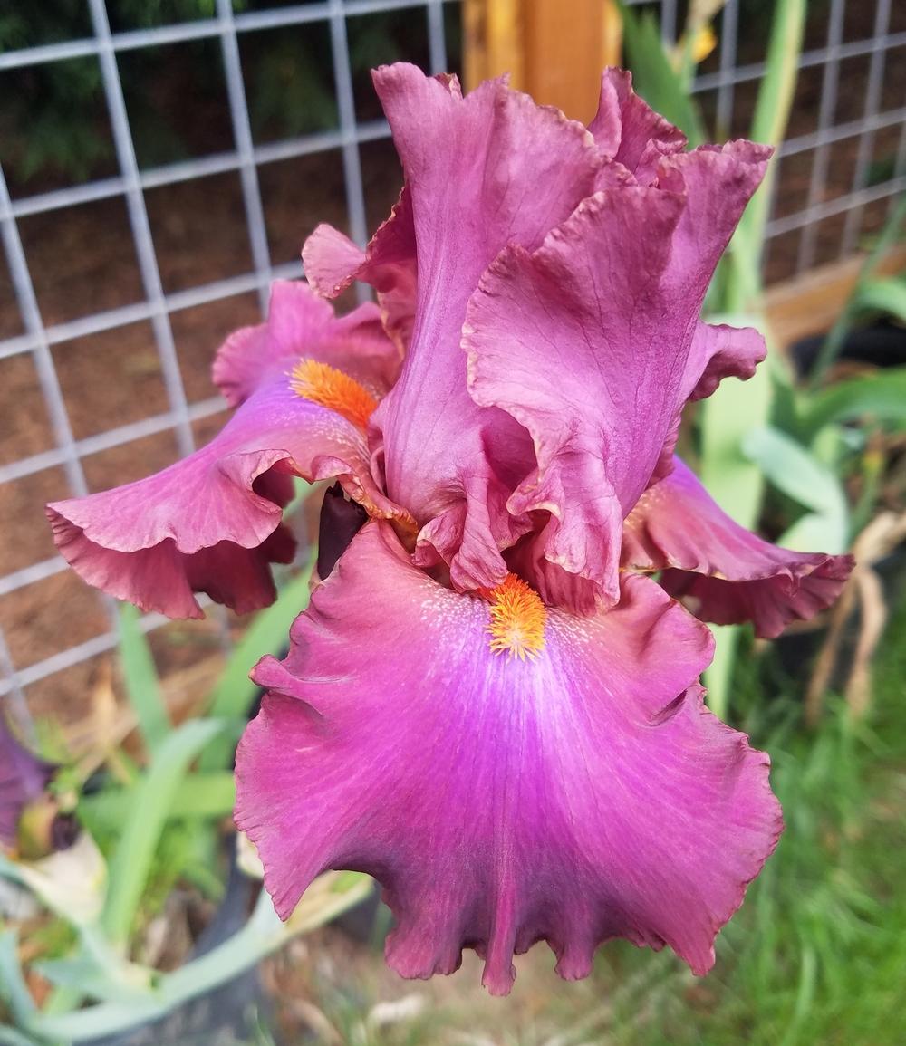 Photo of Tall Bearded Iris (Iris 'Sambuca Rosa') uploaded by mesospunky