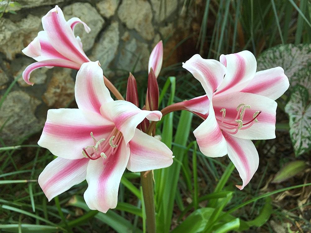 Photo of Crinum 'Milk and Wine' uploaded by sunkissed