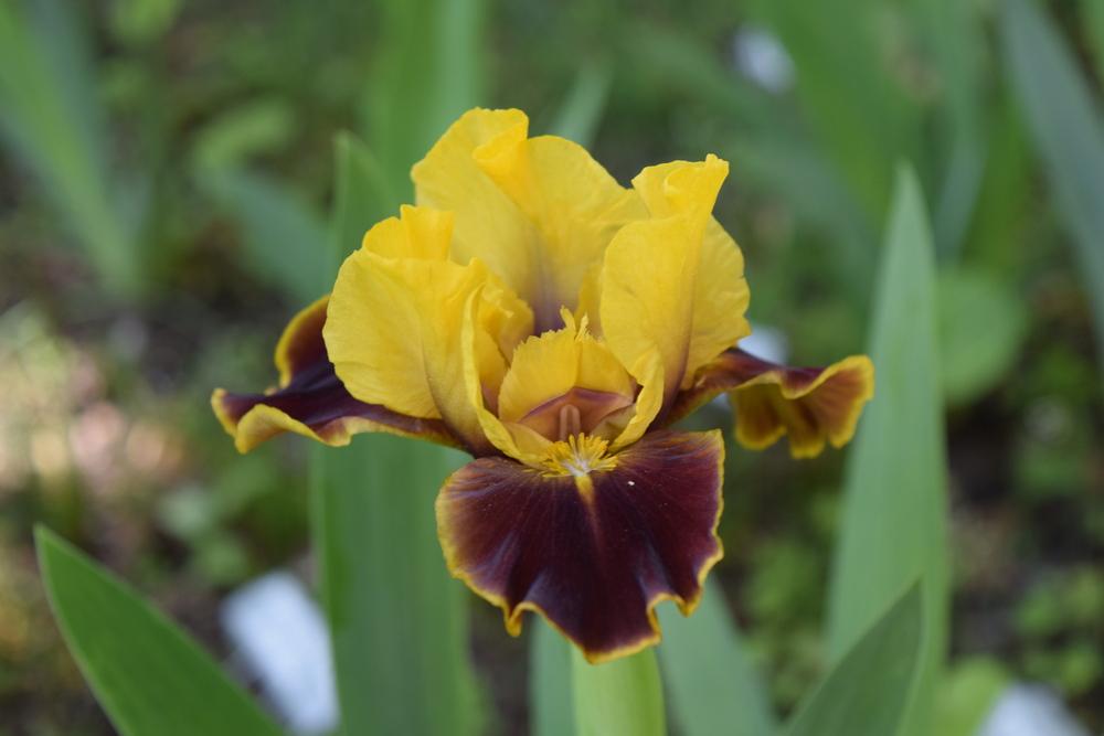 Photo of Standard Dwarf Bearded Iris (Iris 'Bossy Boots') uploaded by Dachsylady86