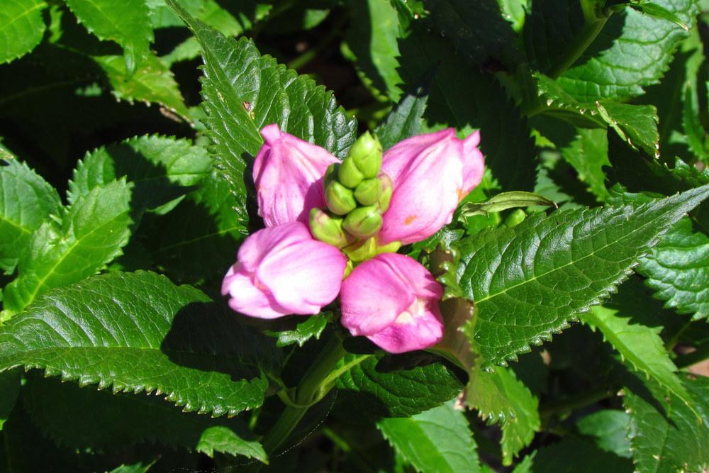 Photo of Pink Turtlehead (Chelone lyonii) uploaded by Deby