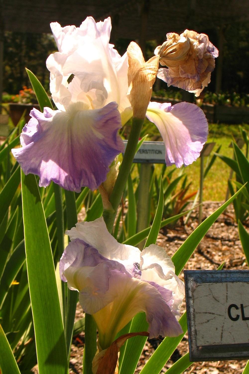 Photo of Tall Bearded Iris (Iris 'Clarence') uploaded by Lalambchop1