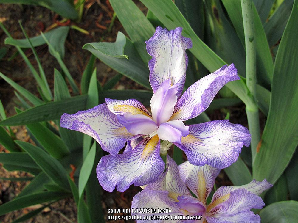 Photo of Border Bearded Iris (Iris 'Little Freak') uploaded by Lestv