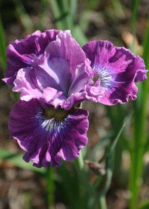Photo of Siberian Iris (Iris 'Strawberry Fair') uploaded by Lyshack