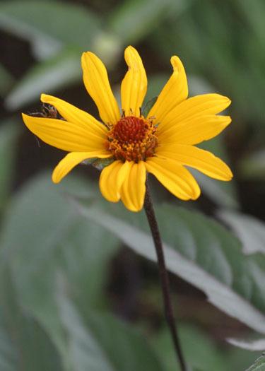 Photo of False Sunflower (Heliopsis helianthoides var. scabra 'Summer Nights') uploaded by Lyshack