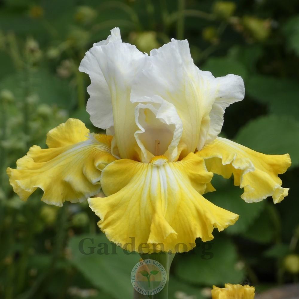 Photo of Tall Bearded Iris (Iris 'Joviality') uploaded by Patty