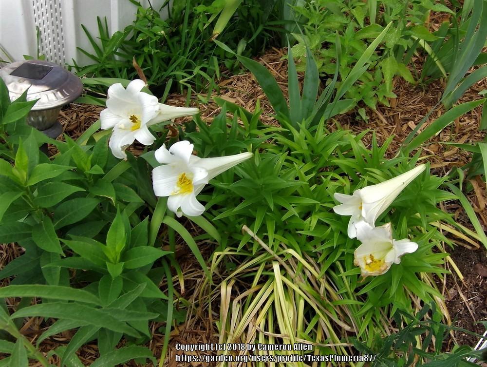 Photo of Lily (Lilium longiflorum) uploaded by TexasPlumeria87