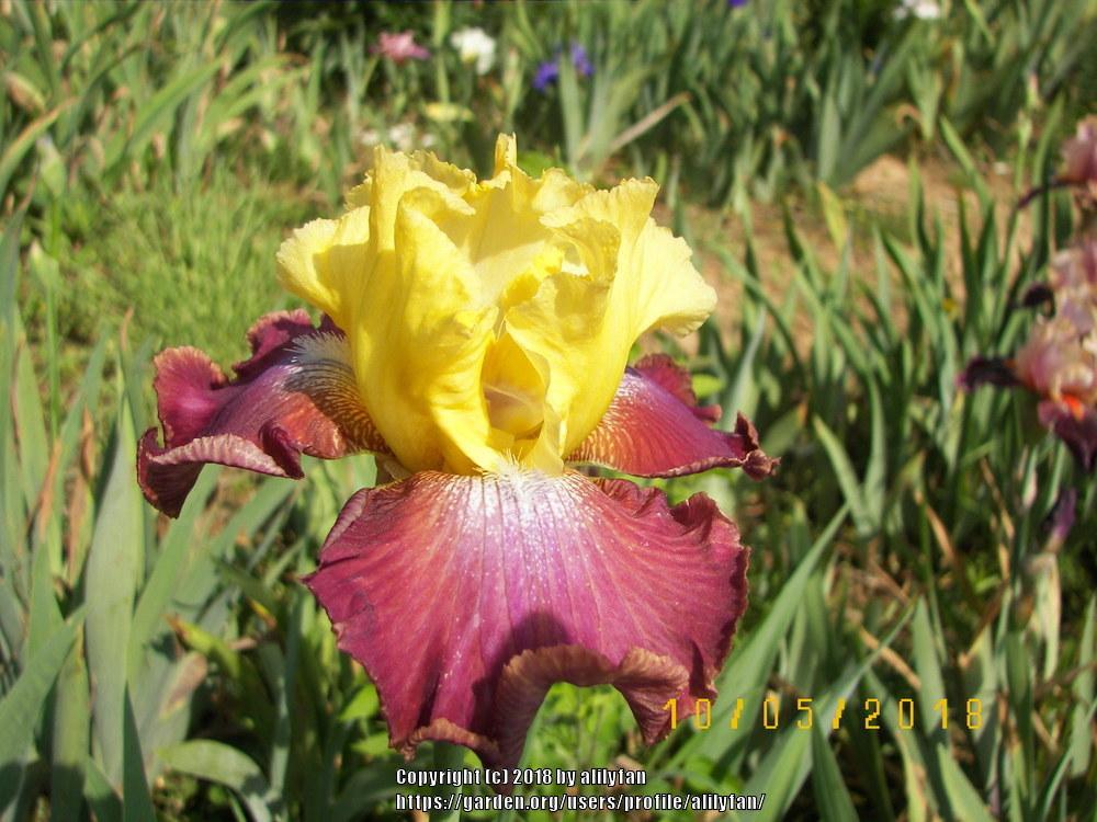 Photo of Tall Bearded Iris (Iris 'Darcy's Choice') uploaded by alilyfan