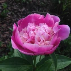 Location: My garden, Pequea, Pennsylvania USA
Date: 2018-05-20
Very nice fragrance