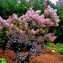 Location: Botanical Gardens of the State of Georgia...Athens, Ga
Date: 2018-05-20
Smoke Tree 001