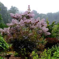 Location: Botanical Gardens of the State of Georgia...Athens, Ga
Date: 2018-05-20
Smoke Tree 002
