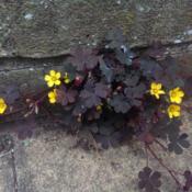 growing from cracks in paving stones