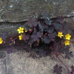 Location: southern england
Date: 2018-05-21
growing from cracks in paving stones