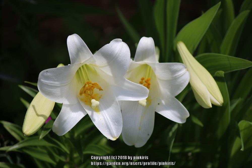 Photo of Lily (Lilium longiflorum) uploaded by pinkiris