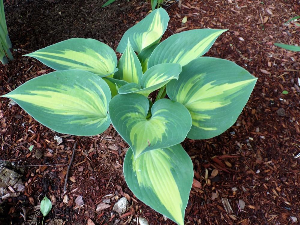 Photo of Hosta 'Grand Marquee' uploaded by robertduval14