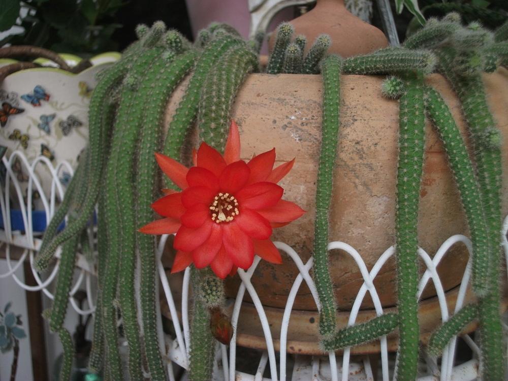 Photo of Peanut Cactus (Chamaecereus silvestrii) uploaded by tabbycat