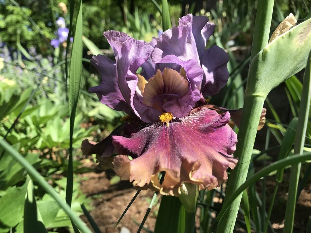 Photo of Tall Bearded Iris (Iris 'Rum is the Reason') uploaded by urania1