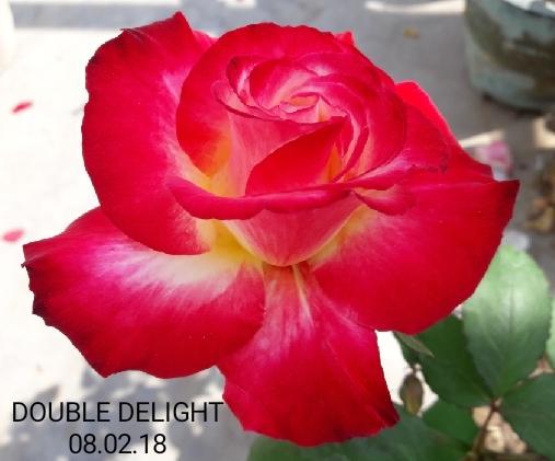 Photo of Hybrid Tea Rose (Rosa 'Double Delight') uploaded by ANWARJAMAL