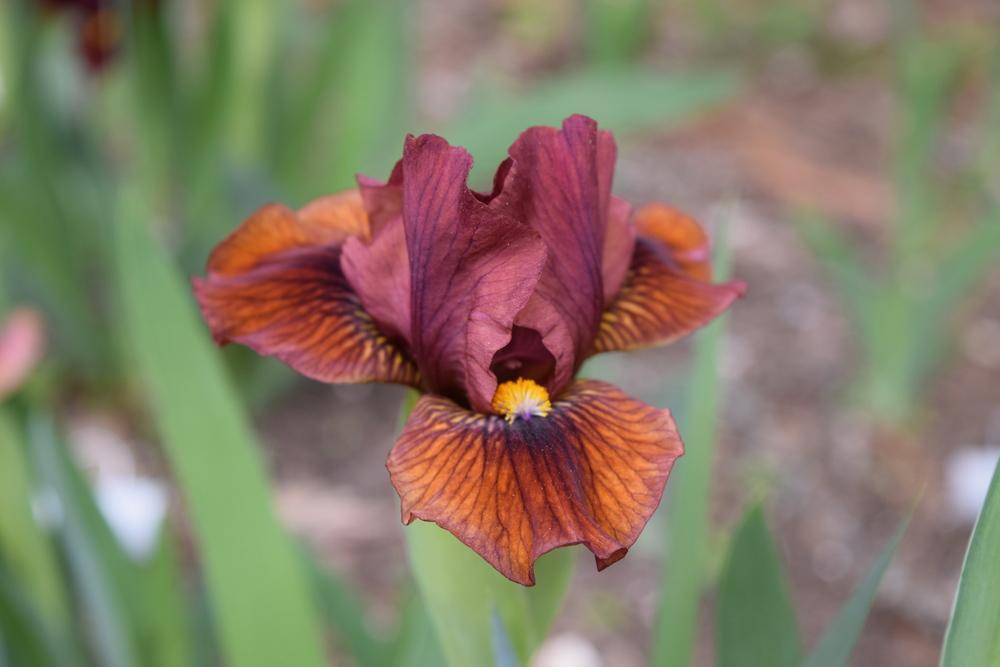 Photo of Standard Dwarf Bearded Iris (Iris 'Orange Arc') uploaded by Dachsylady86