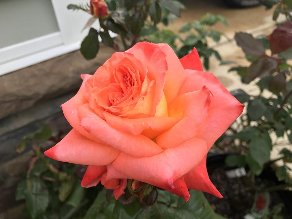 Photo of Rose (Rosa 'Octoberfest') uploaded by Eric_C