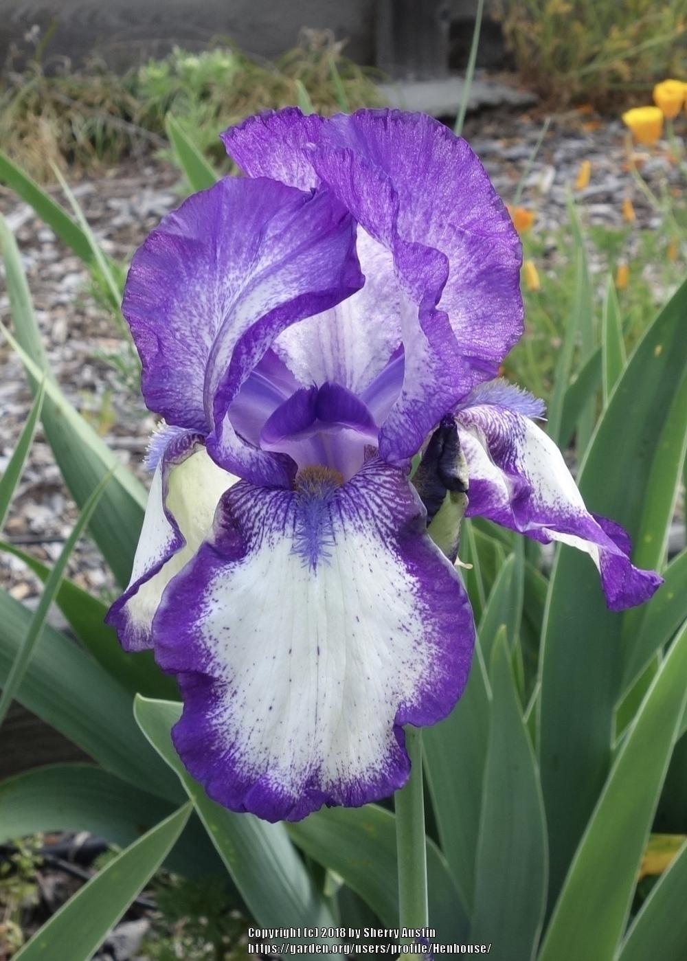 Photo of Tall Bearded Iris (Iris 'Mary Pickford') uploaded by Henhouse