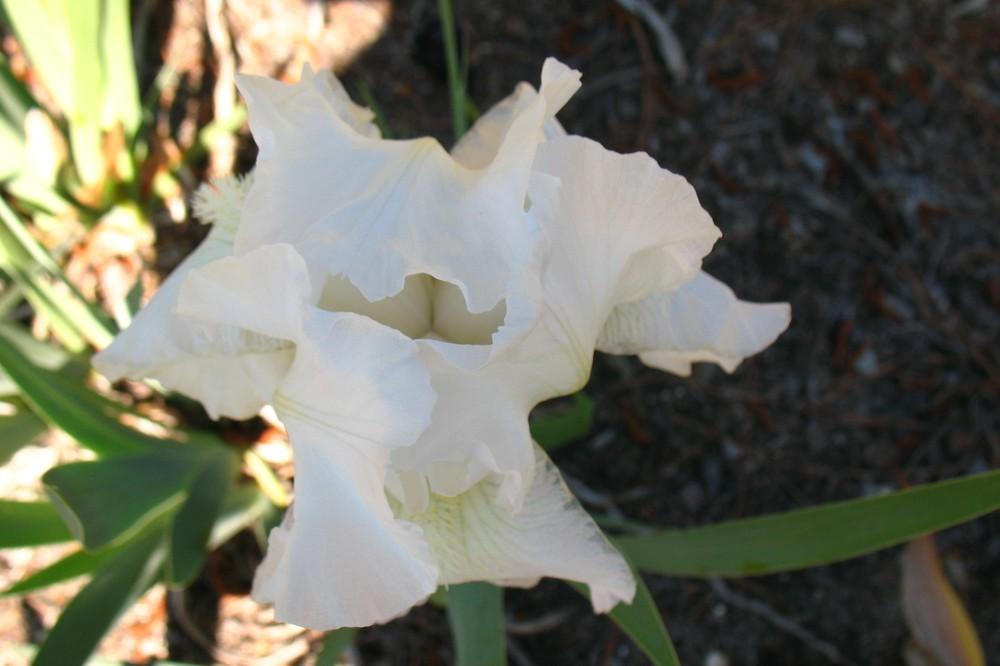 Photo of Tall Bearded Iris (Iris 'Immortality') uploaded by Lalambchop1