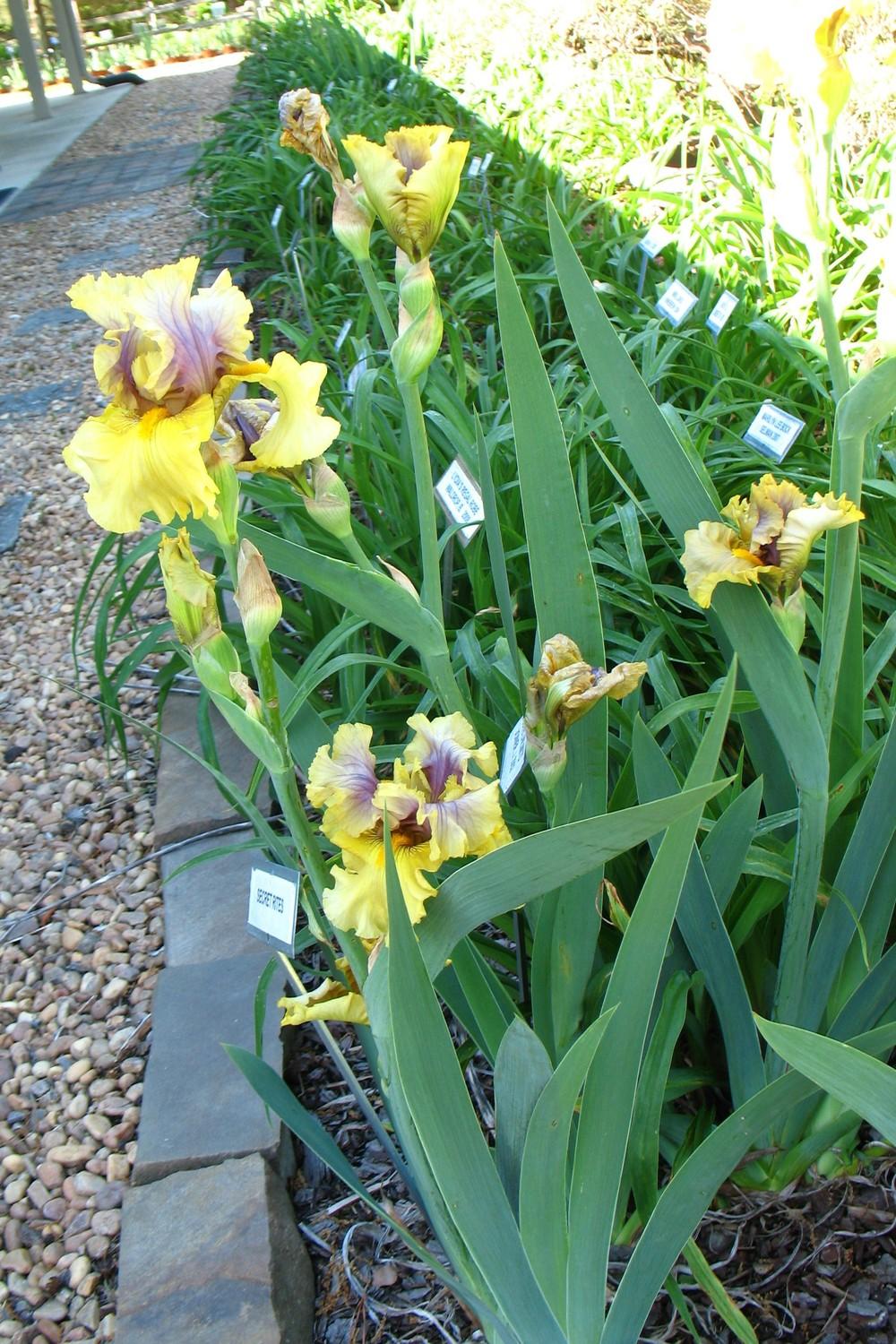 Photo of Tall Bearded Iris (Iris 'Secret Rites') uploaded by Lalambchop1