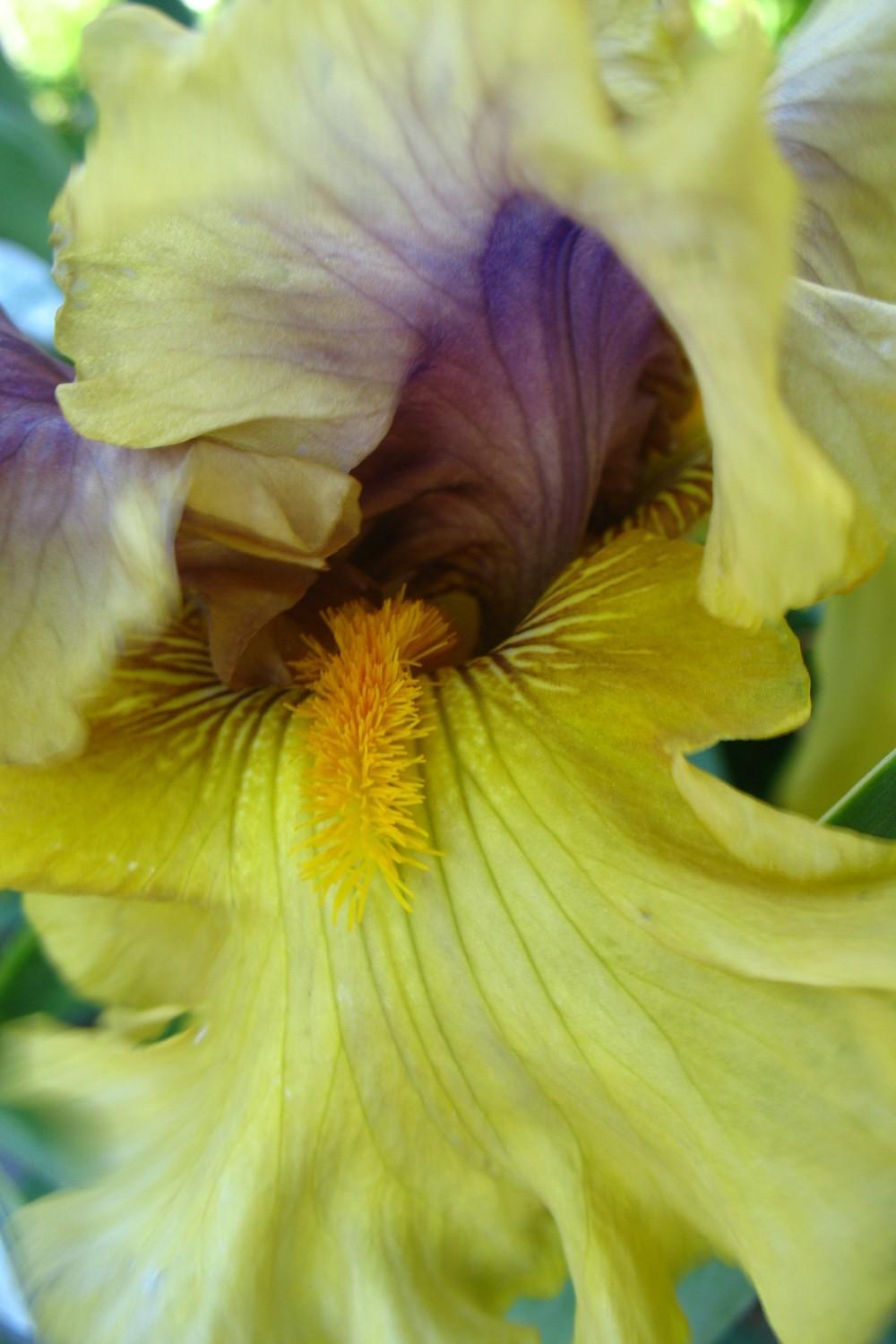 Photo of Tall Bearded Iris (Iris 'Secret Rites') uploaded by Lalambchop1
