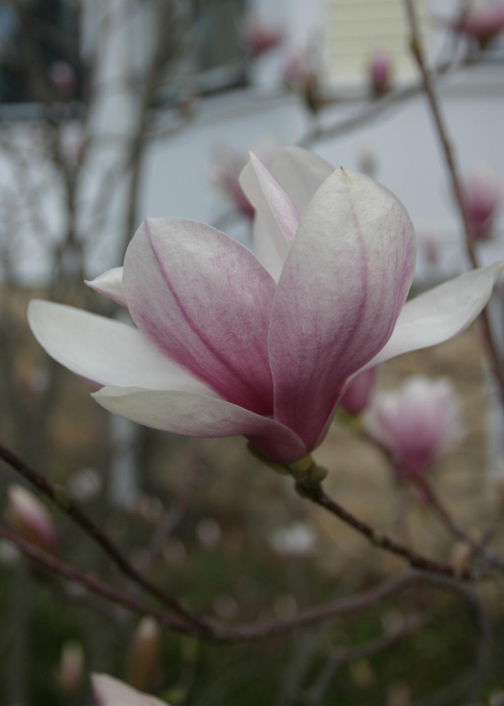 Photo of Saucer Magnolia (Magnolia x soulangeana) uploaded by Lyshack