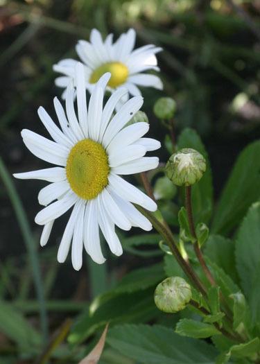 Photo of Montauk Daisy (Nipponanthemum nipponicum) uploaded by Lyshack