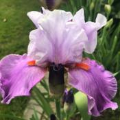 Iris "Gyrophare" (Cayeux)