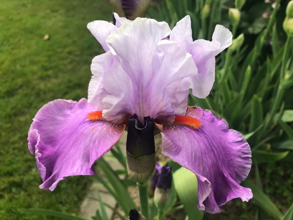 Photo of Tall Bearded Iris (Iris 'Gyrophare') uploaded by NancyF