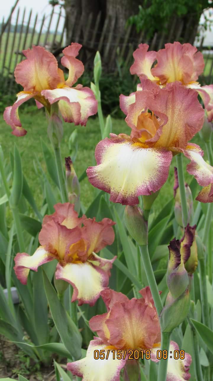 Photo of Tall Bearded Iris (Iris 'Cinnamon Girl') uploaded by Phytodiscovery