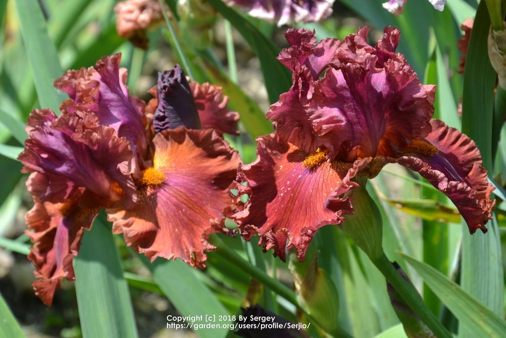 Photo of Tall Bearded Iris (Iris 'Ready for My Closeup') uploaded by Serjio