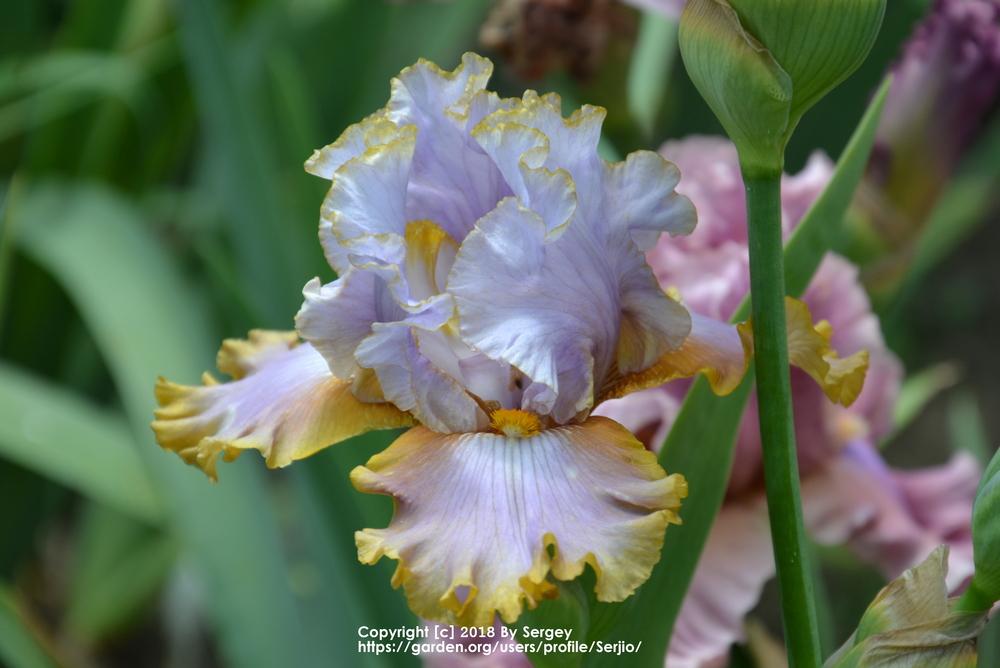 Photo of Tall Bearded Iris (Iris 'Gilt by Association') uploaded by Serjio