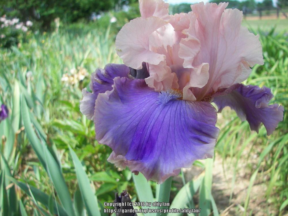 Photo of Tall Bearded Iris (Iris 'Florentine Silk') uploaded by alilyfan