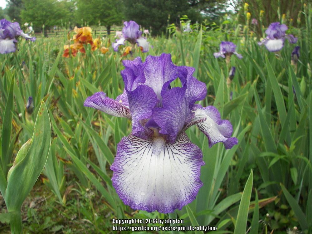 Photo of Tall Bearded Iris (Iris 'Earl of Essex') uploaded by alilyfan