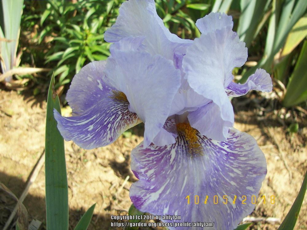 Photo of Tall Bearded Iris (Iris 'Gnu') uploaded by alilyfan
