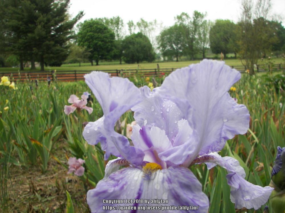 Photo of Tall Bearded Iris (Iris 'Elainealope') uploaded by alilyfan