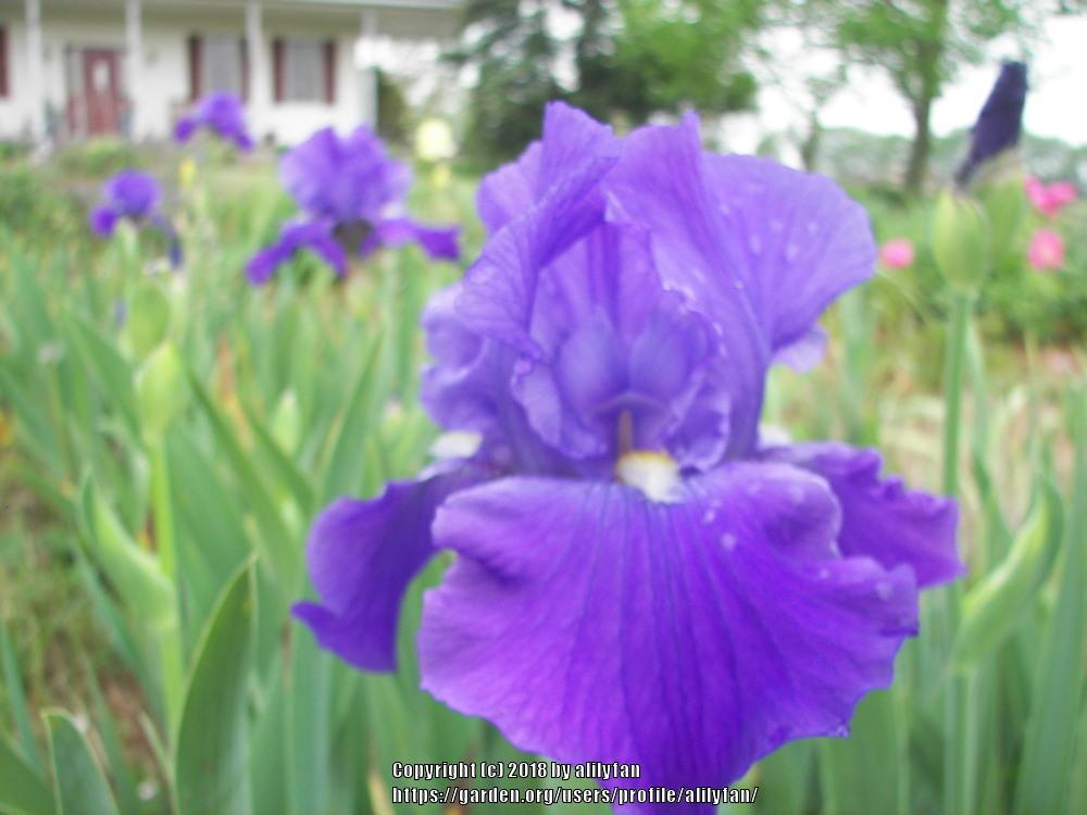 Photo of Tall Bearded Iris (Iris 'Feed Back') uploaded by alilyfan