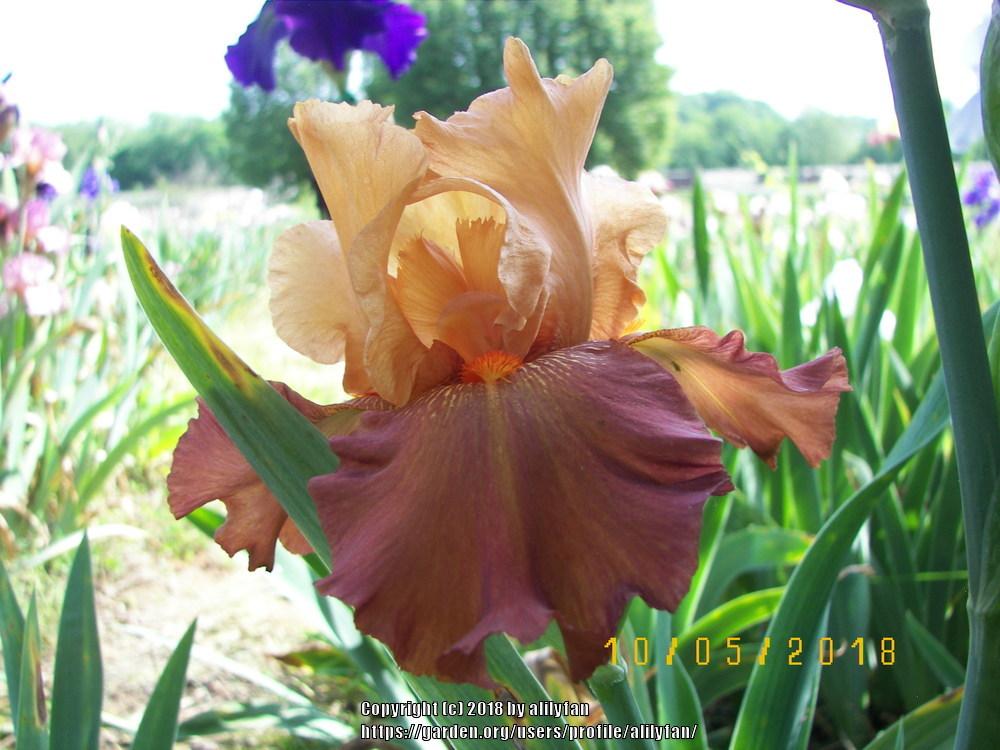 Photo of Tall Bearded Iris (Iris 'Fall Fiesta') uploaded by alilyfan